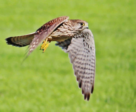 Torenvalk in de vlucht