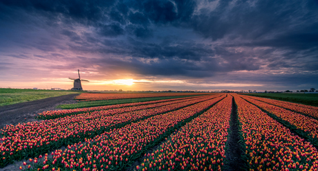 tulpen rijen met een slinger
