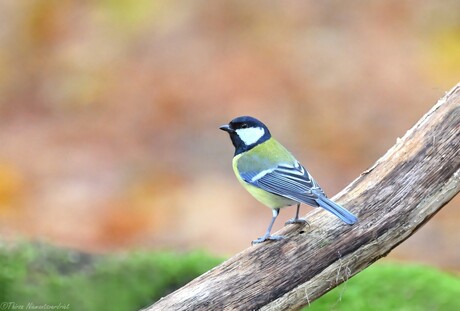 Little Forest Friend