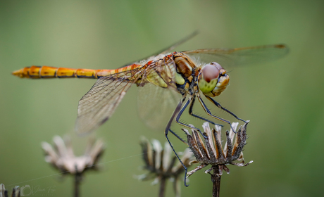 Libelle op een zaaddoos