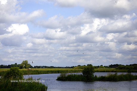 Vogels in de lucht bij De Smalle Ee