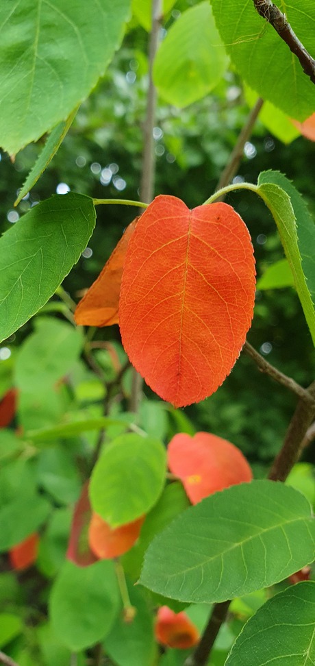 Rood blaadje