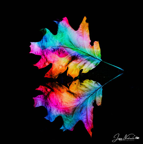 Light-Painting the leave