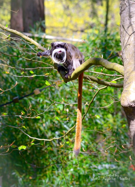 Keizertamarin