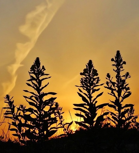 Grote teunisbloemen bij zonsondergang