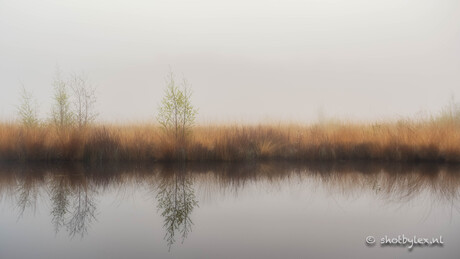 Dreamscape