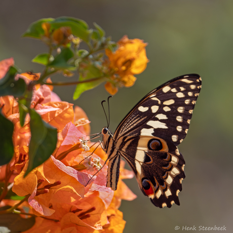 Papilio demodocus