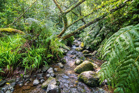 Levada do Rei, Madeira