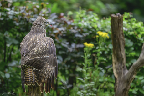 Buizerd