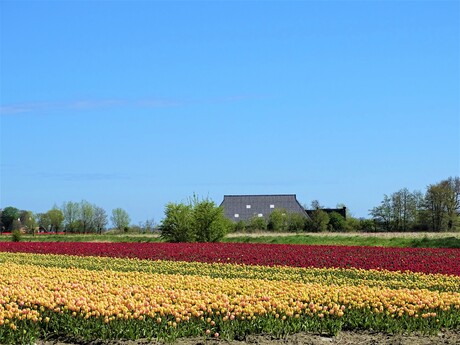 Groninger Landschap