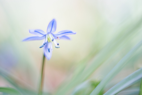 Oosterse sterhyacint