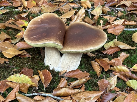 Gewoon eekhoorntjesbrood.