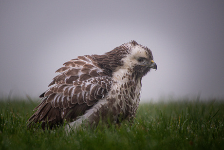 Buizerd