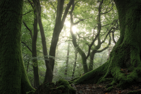 Mooie ochtend in het bos