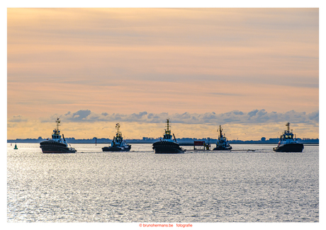 Transport tunneldeel van Scheldetunnel