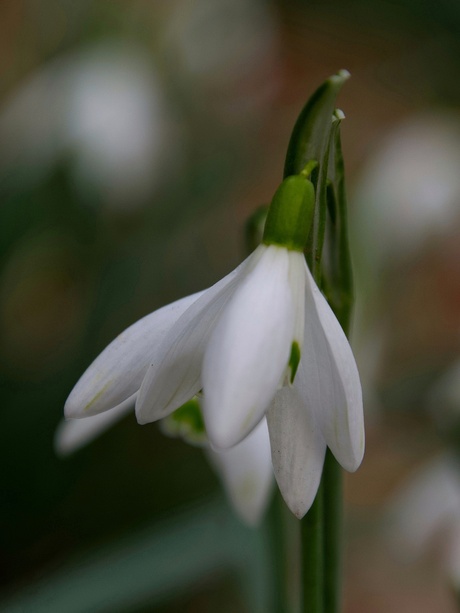 Sneeuwklokje 