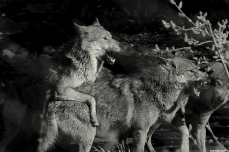 Wolf