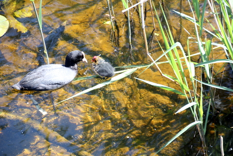 moeder en kind waterkip