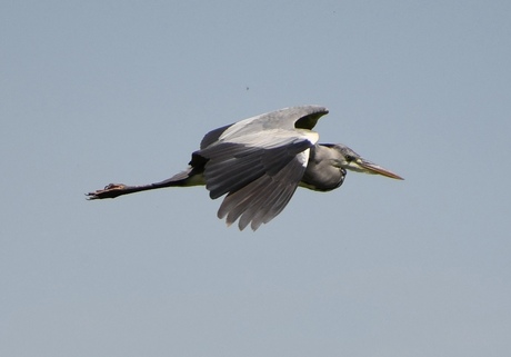 Blauwe reiger