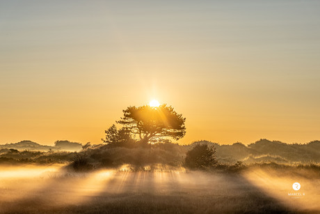 zonsopkomst eenzame boom ameland