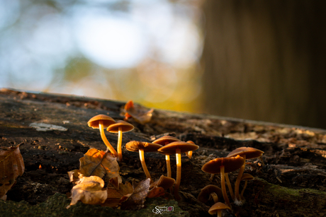 Herfst in aantocht