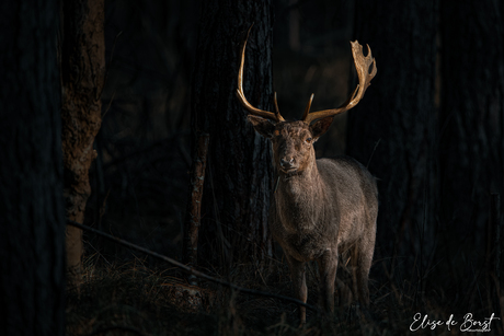 Damhert in het bos