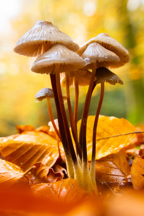 Paddenstoelen 