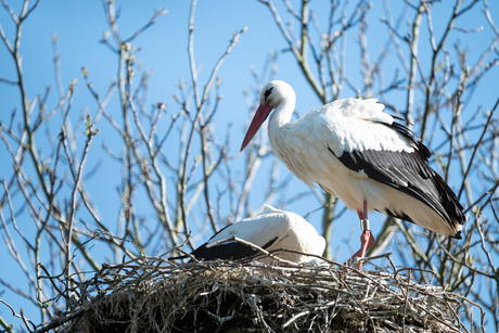 Ooievaar op nest