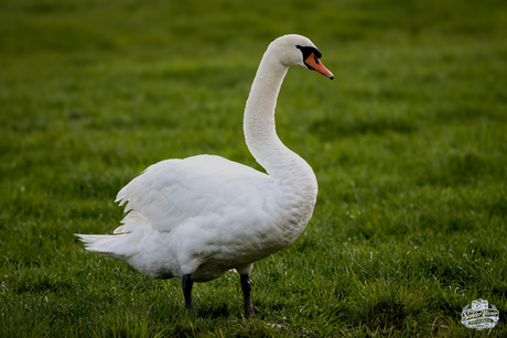 Zwaan in het voorjaarslicht
