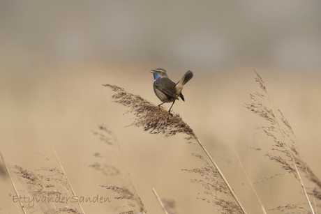 Blauwborst