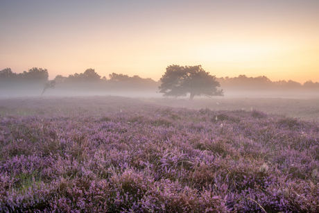 Nevel over de heide