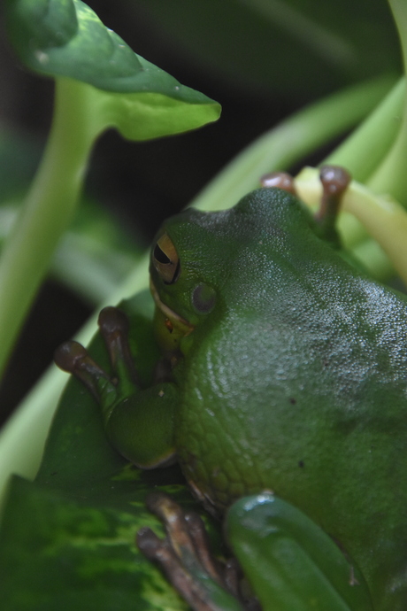 Groene kikker