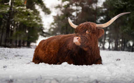 Liggend in de sneeuw