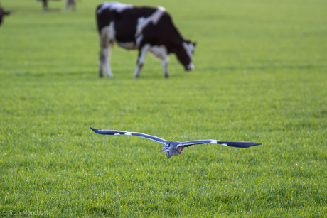 Reiger komt aanvliegen