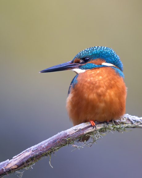 De mooie ijsvogel 💙🧡