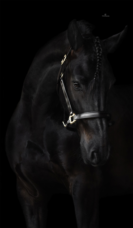 Fine Art fotoshoot met een fries paard