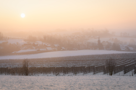 Snowy vineyards