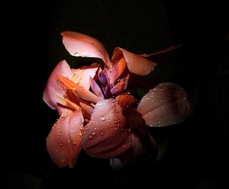 Canna red in de regen