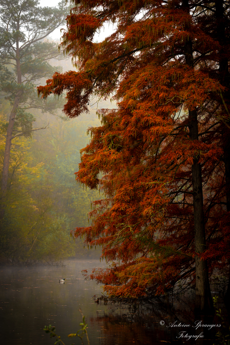 herfstkleuren