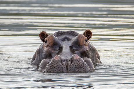 Nijlpaard - Klaar voor onderwater