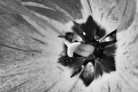 Macro tulp zwart-wit