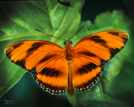Dryadula phaetusa 