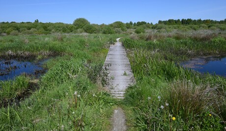 Fochteloërveen.