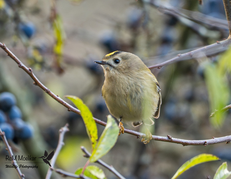 Het vuurgoudhaantje.