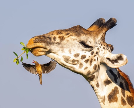 Giraffe met Ossenpikkertje