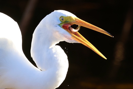Grote Zilverreiger met visje.