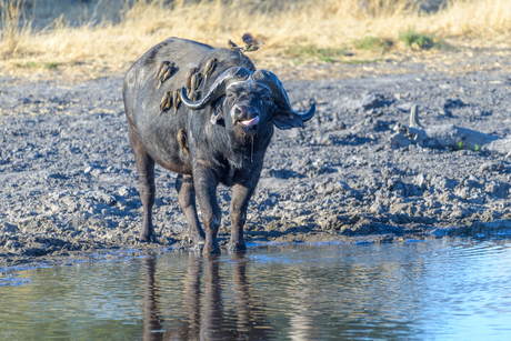 Afrikaanse Buffel met Oxpeckers