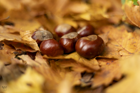 Kastanjes