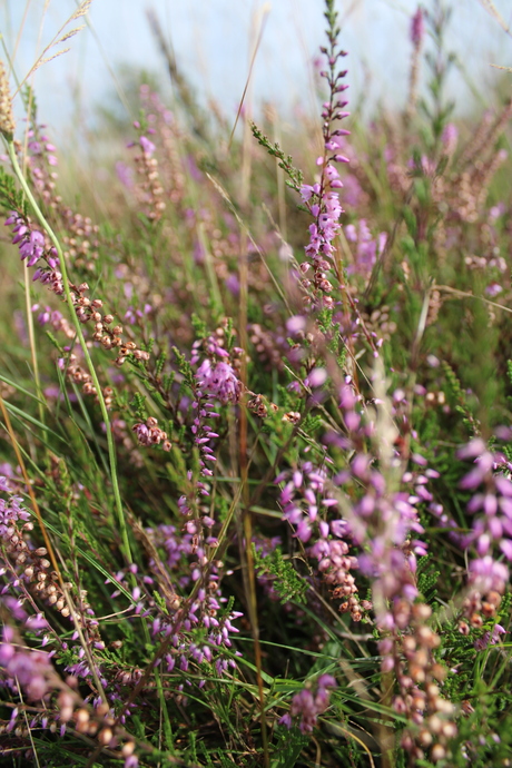 Strabrechtse heide 