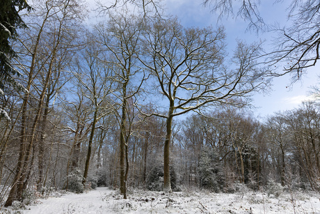 Sneeuwlandschap 